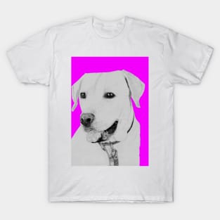 Golden Retriever in Pink T-Shirt